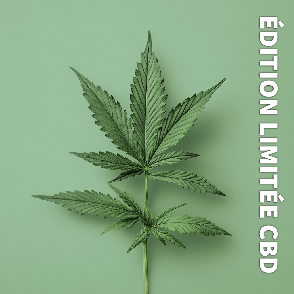 Bougie MARSAULT "Edition CBD" - Série Limitée