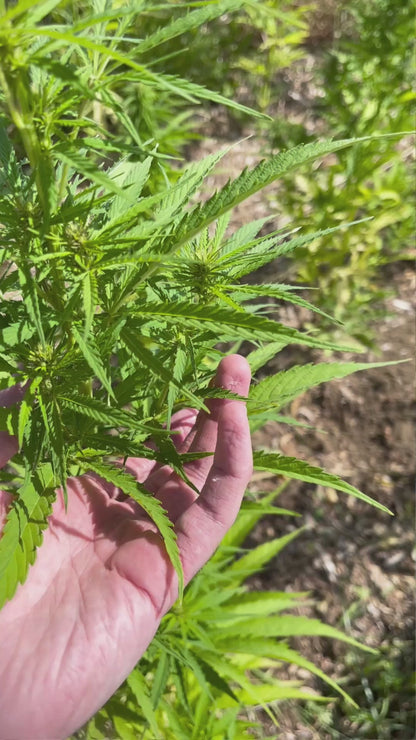 Bougie MARSAULT "Edition CBD" - Série Limitée