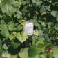 bougie marsault format bouteille blanche parfum champenoise posée en équilibre sur une parcelle de vignes dans la marne à côté de Epernay